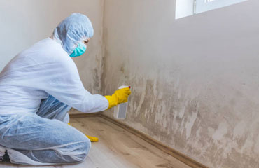 Mould Remediation