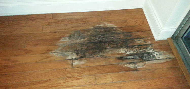 Hardwood Floor Water Damage in Annerley