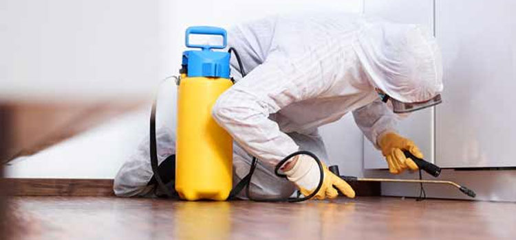 Mould Remediation Cost in Chermside