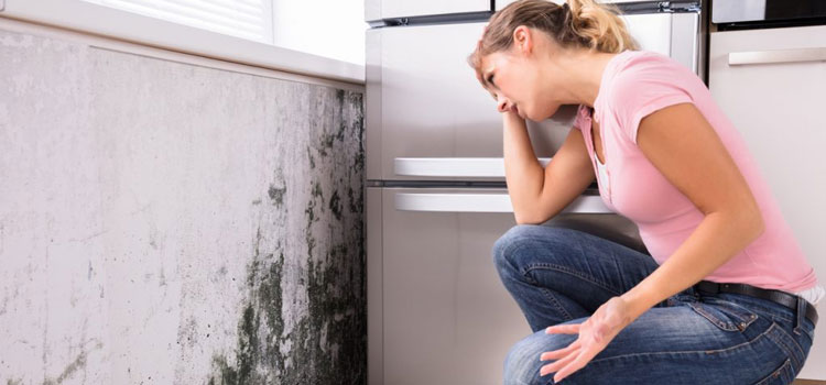 Mould Damage Restoration in Annerley
